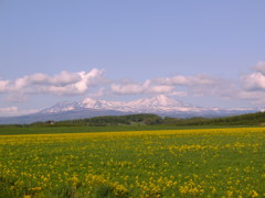 旭岳と菜の花１