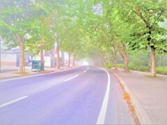 霧の散歩道