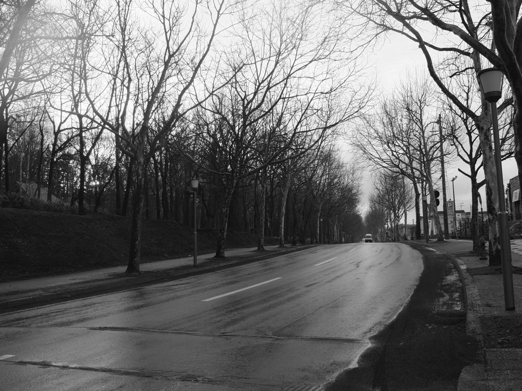 雨上がりの並木道