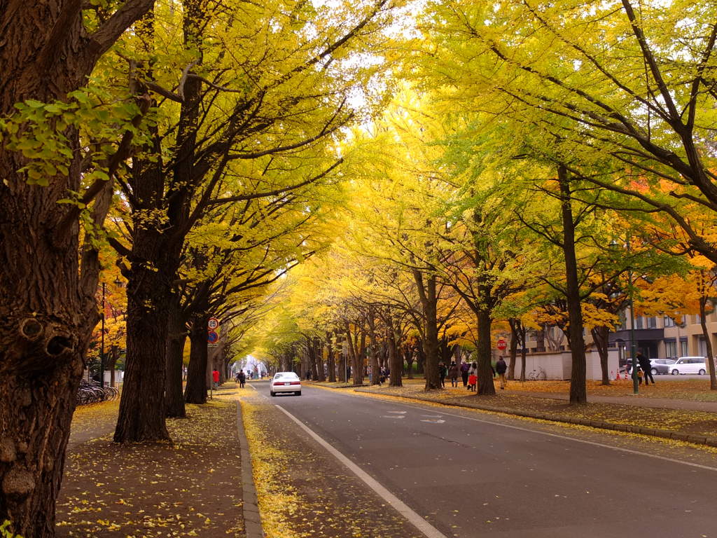 まだ見ごろのイチョウ並木