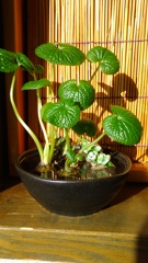 明けましておめでとうございます 明けましておめでとうございます