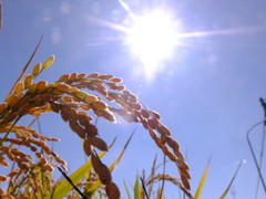 稲穂２