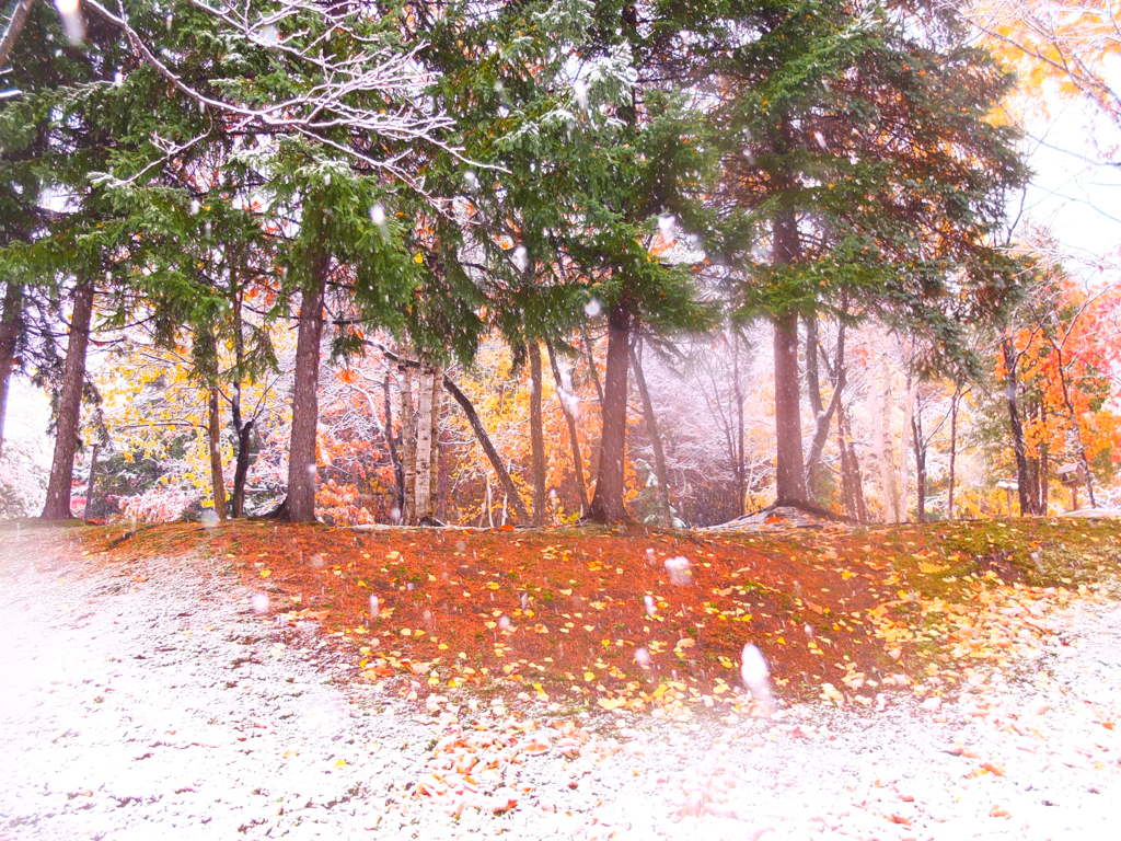 小雪舞う神楽岡公園、弐