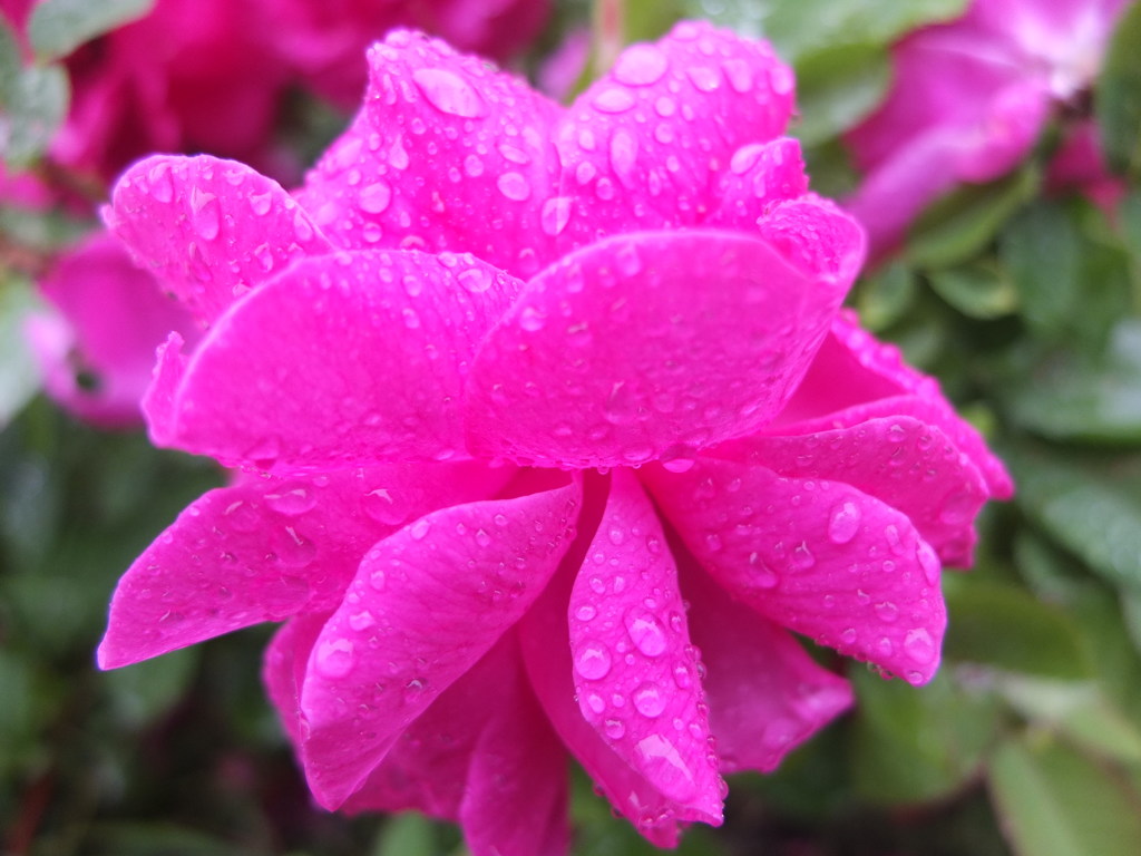 バラのしずく３