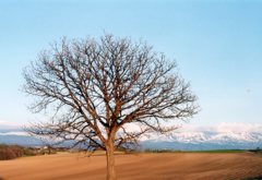 マイルドセブン