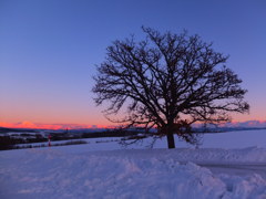 セブンスターの夢