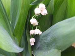 意識しない美しさ