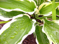 雨にぬれてより美しく