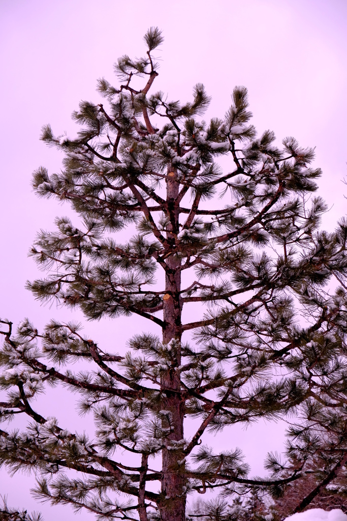 平成31年3月14日