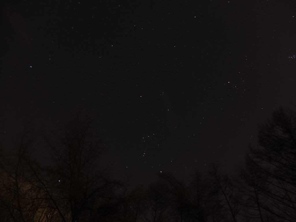 森にもきらめきが