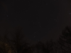 森にもきらめきが