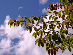 恥ずかしがりや