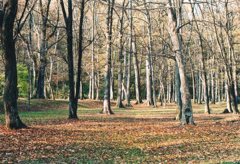 誰もいない公園