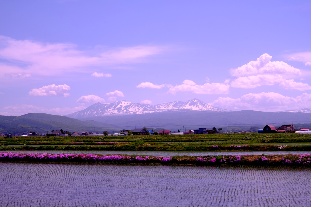 田植え終えて