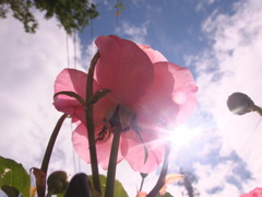 ひかりに向かって