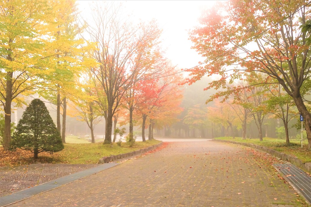 朝霧の公園で