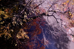 秋景