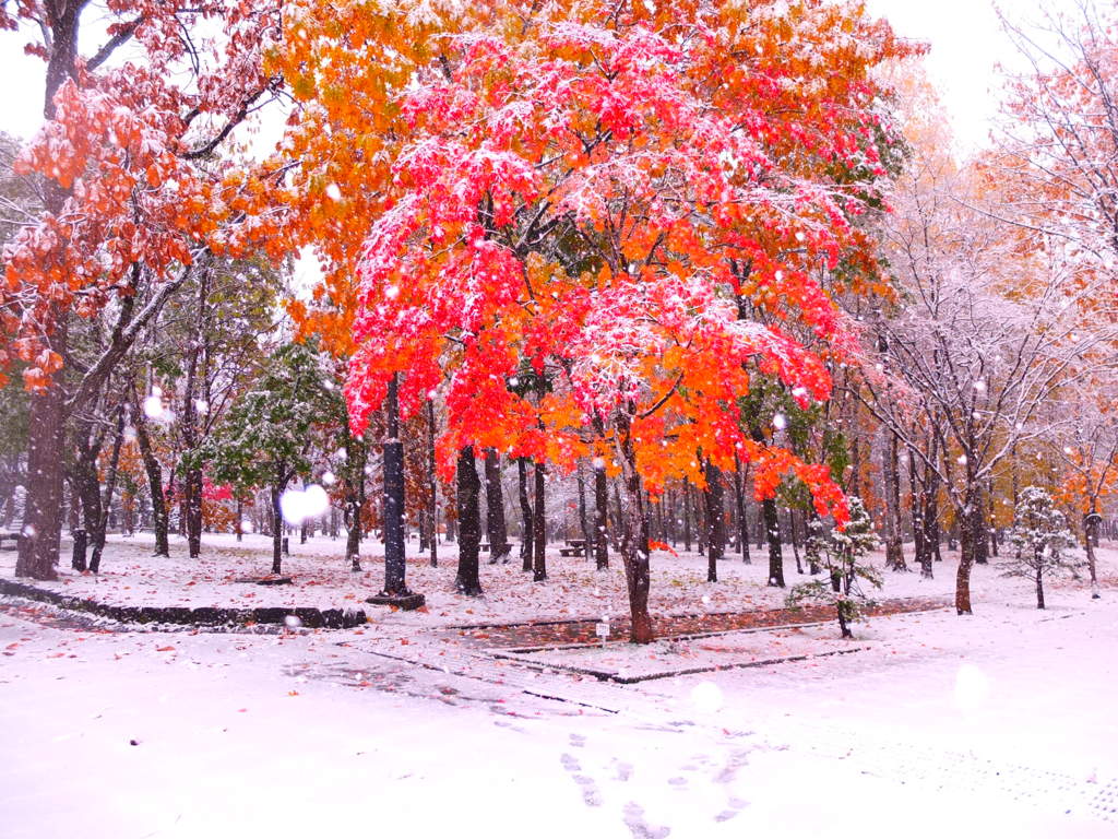 小雪舞う神楽岡公園、四