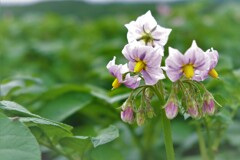この花は