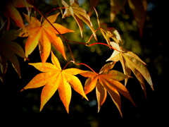 もみじ もみじ
