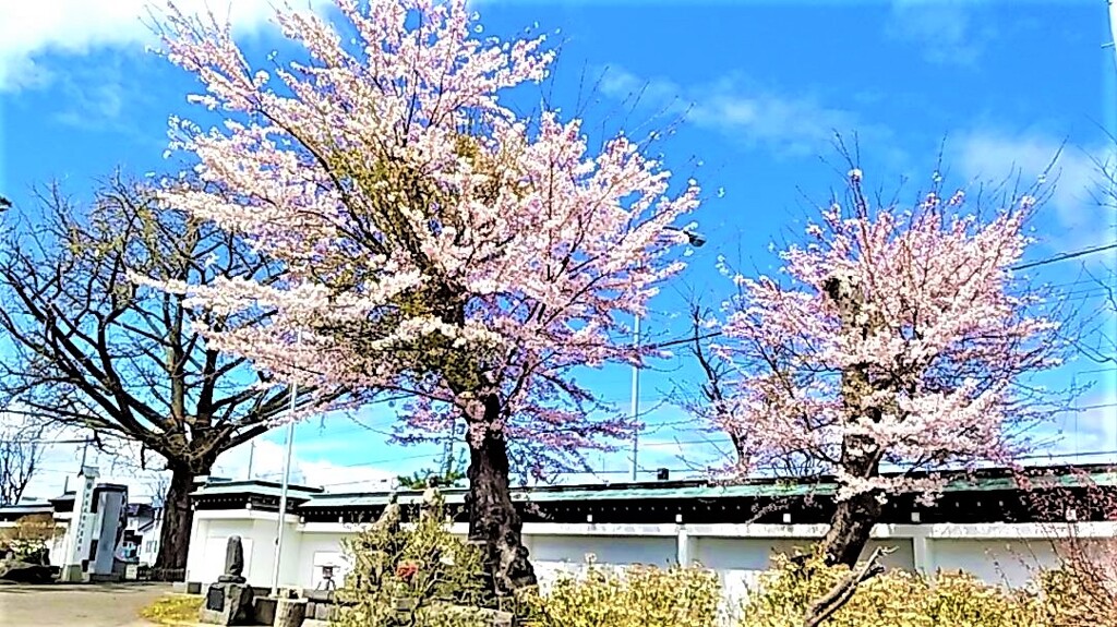 伊達　大雄寺