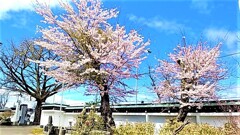 伊達　大雄寺