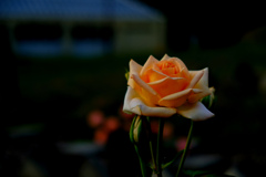 薔薇のささやき