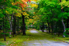 緑の小路