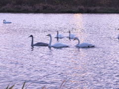 今年も着ましたよろしく