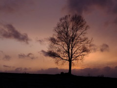 夕刻の白樺