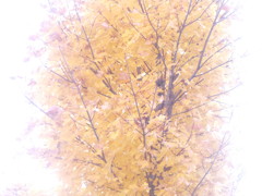 君にささげる絵ハガキ２