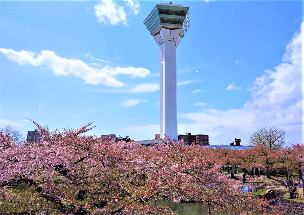 函館のサクラ