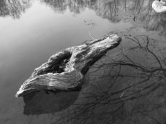 古木の造型 古木の造型