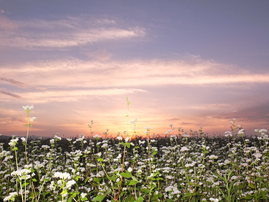 夕日と蕎麦のはな1