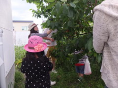 さくらんぼ刈り２