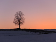 夕暮れの樹