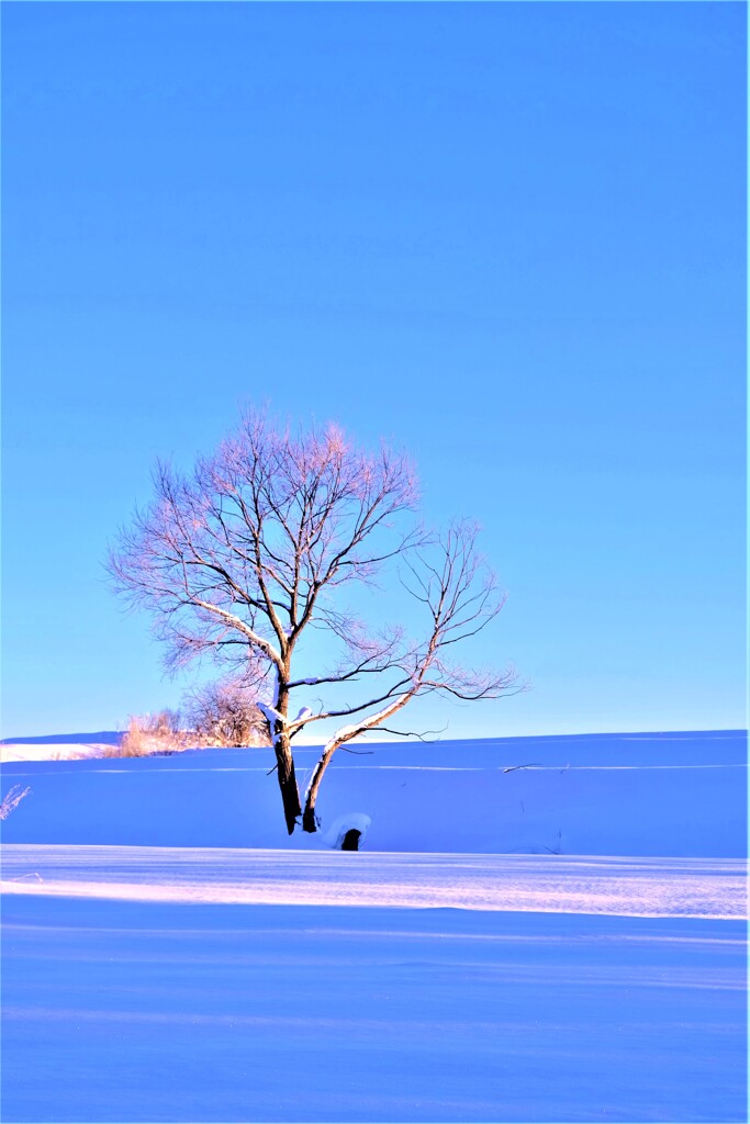 雪桜