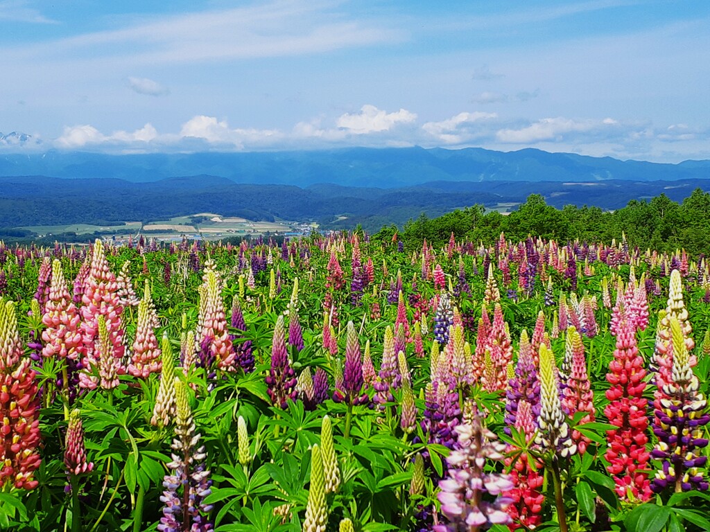 天空の花園