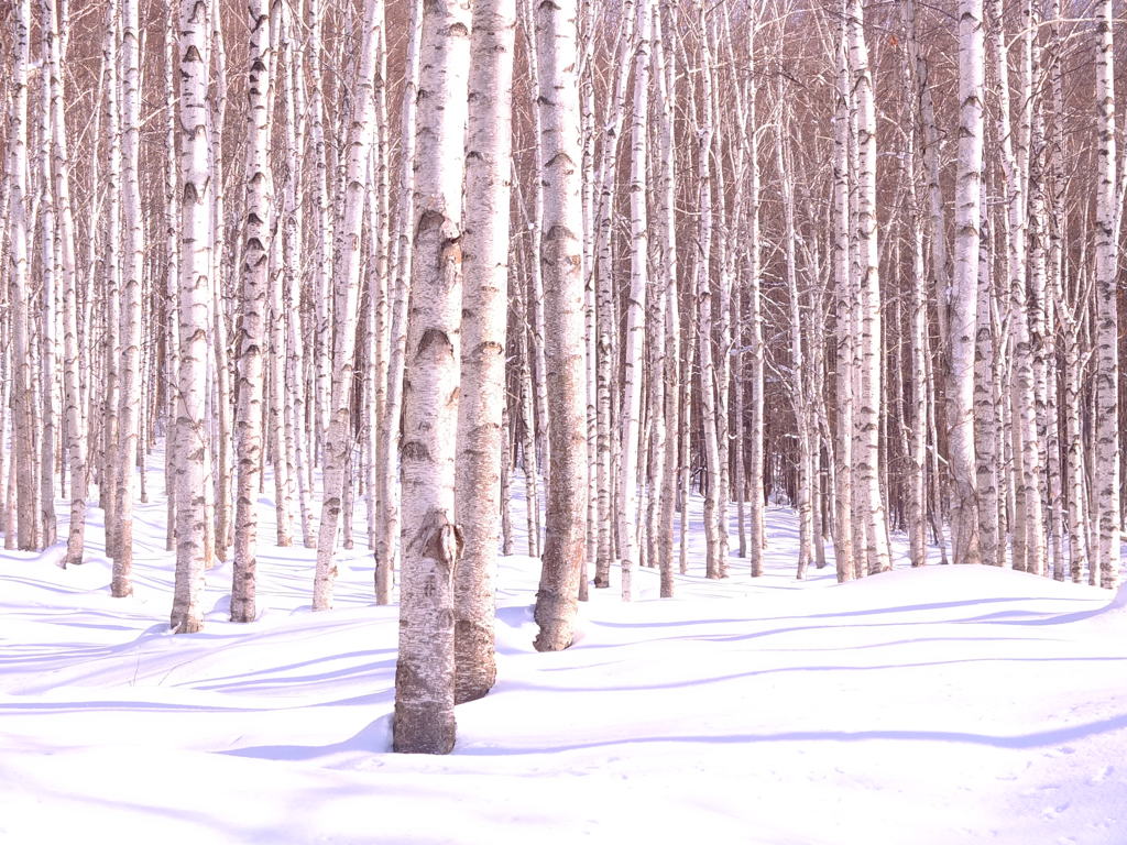 冬の白樺林