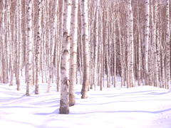 冬の白樺林 冬の白樺林