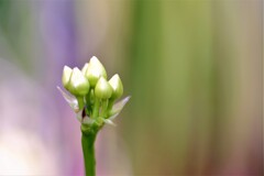 つぼみのままで