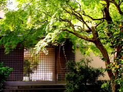 魅せられて 魅せられて