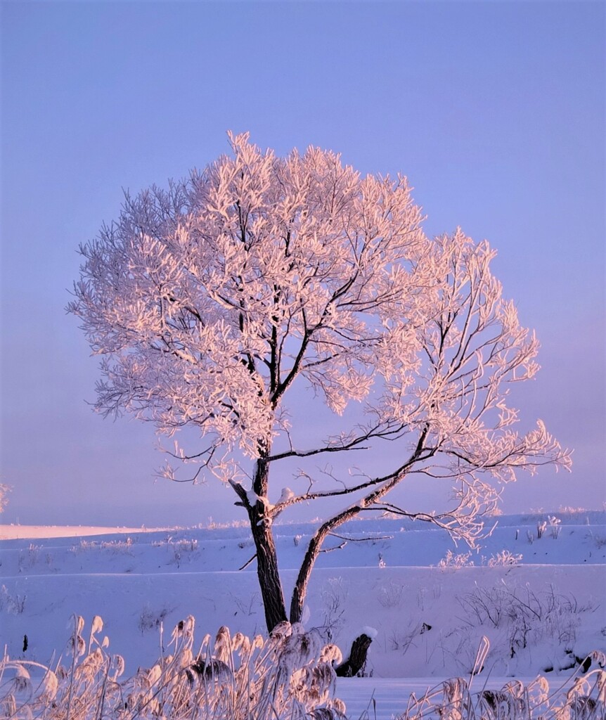 雪桜