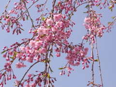 しだれ桜１
