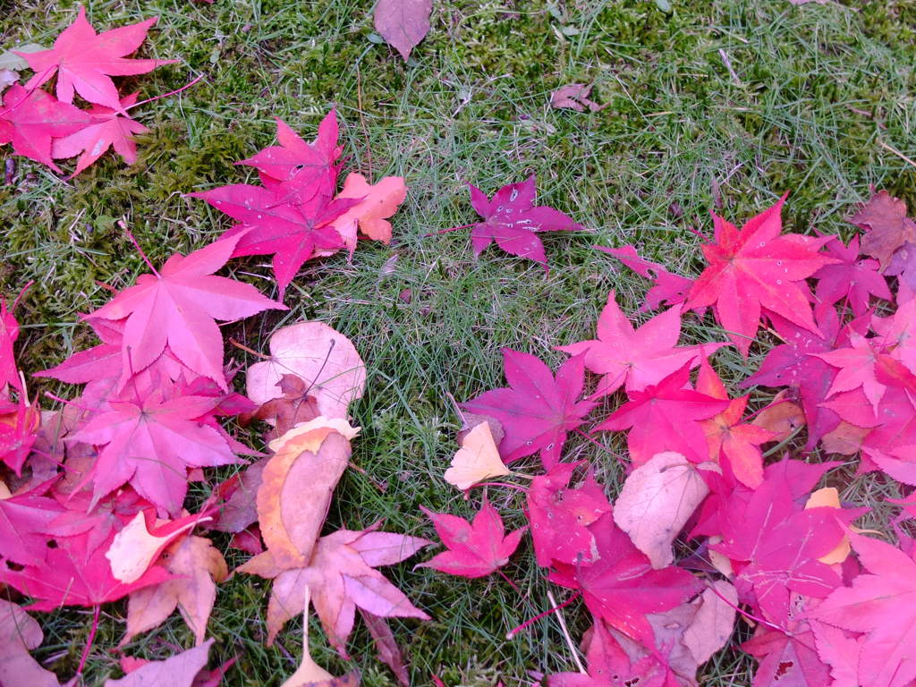 落ち葉のメロディー