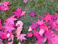 落ち葉のメロディー