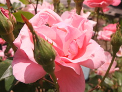 美しいものにはトゲがある