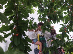 さくらんぼ刈り１