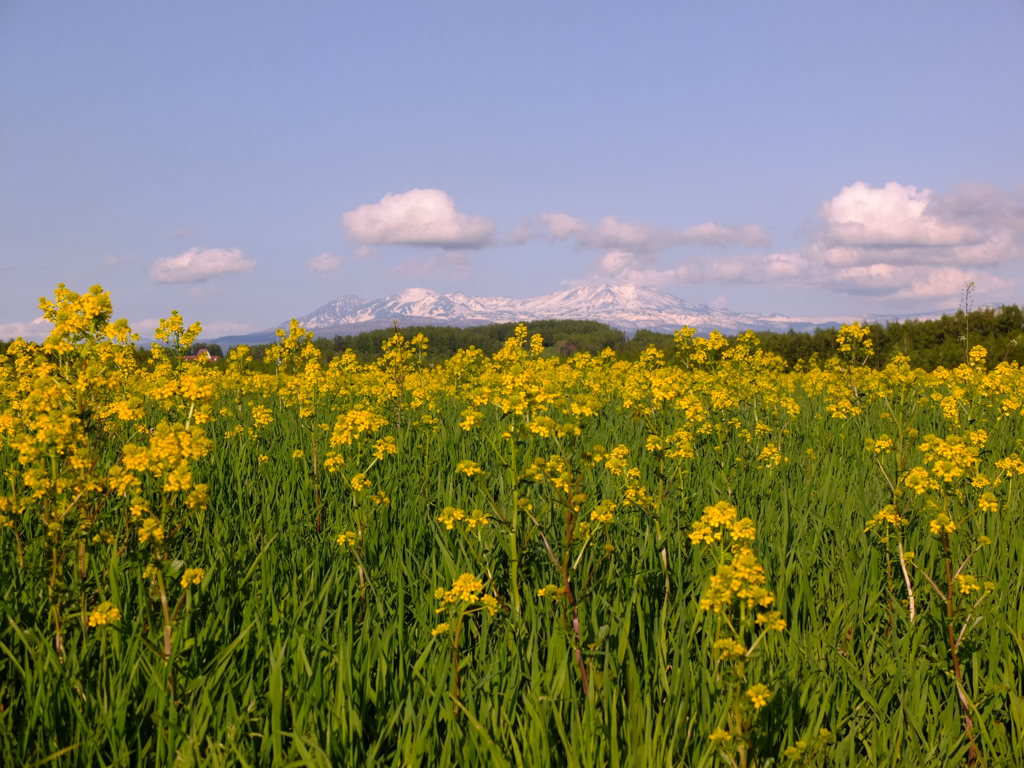 旭岳と菜の花２
