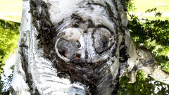 ある日突然 ある日突然